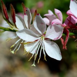 Gaura Lindheimer Wandflower Whirling Butterfly